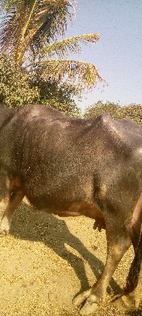 थंबनेल 3