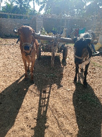 બડદ વેશવાના છે