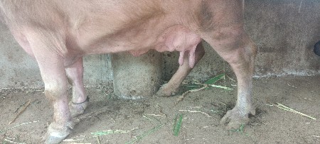 ભેંસ બેસવાની સે