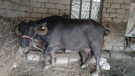 थंबनेल 2