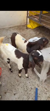 તોતા પરિ બચી હોય તો કીજો લેવા ની