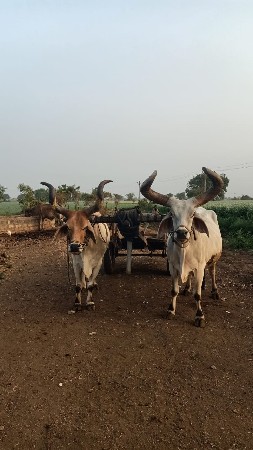 ચાર ચાર વાવણી વાવેલા છે