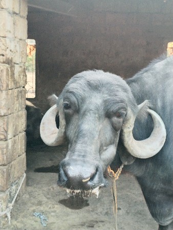 थंबनेल 3