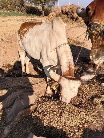 બળદ વેચવાના છે