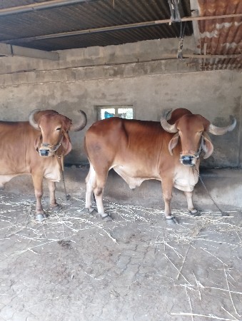 દેશી બળદ વેચવાના છે