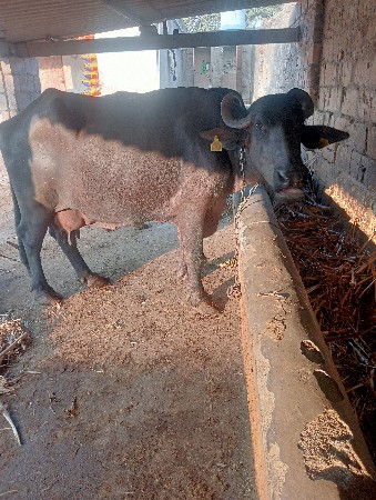 આ ભેંસ વેચવાની છે