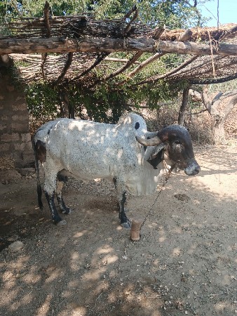 थंबनेल 3