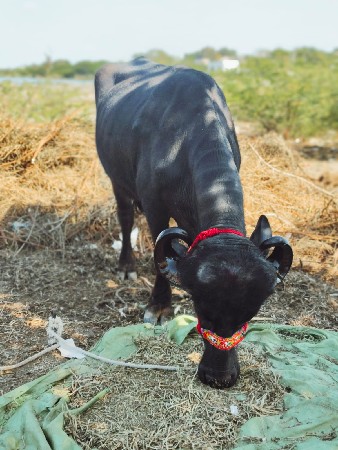 આ ની કિંમત 120 લખેલા સે