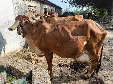 ગાય વેચવાની છે