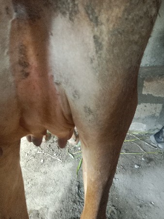 ગાય વેચવાની છે