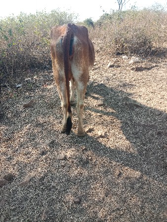 બેગાયવેસવાનીછે