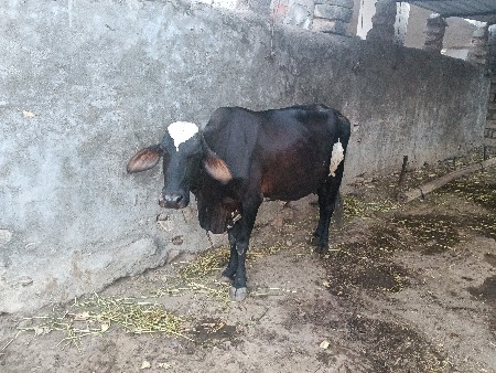 ગાય વેચવાની છે