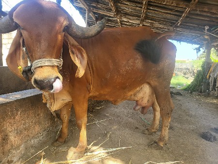 ગાય વેચવાની છે