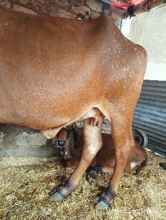 थंबनेल 3