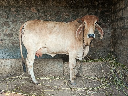 વેચવાની છે