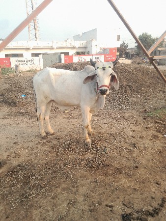 શિવ સહિત