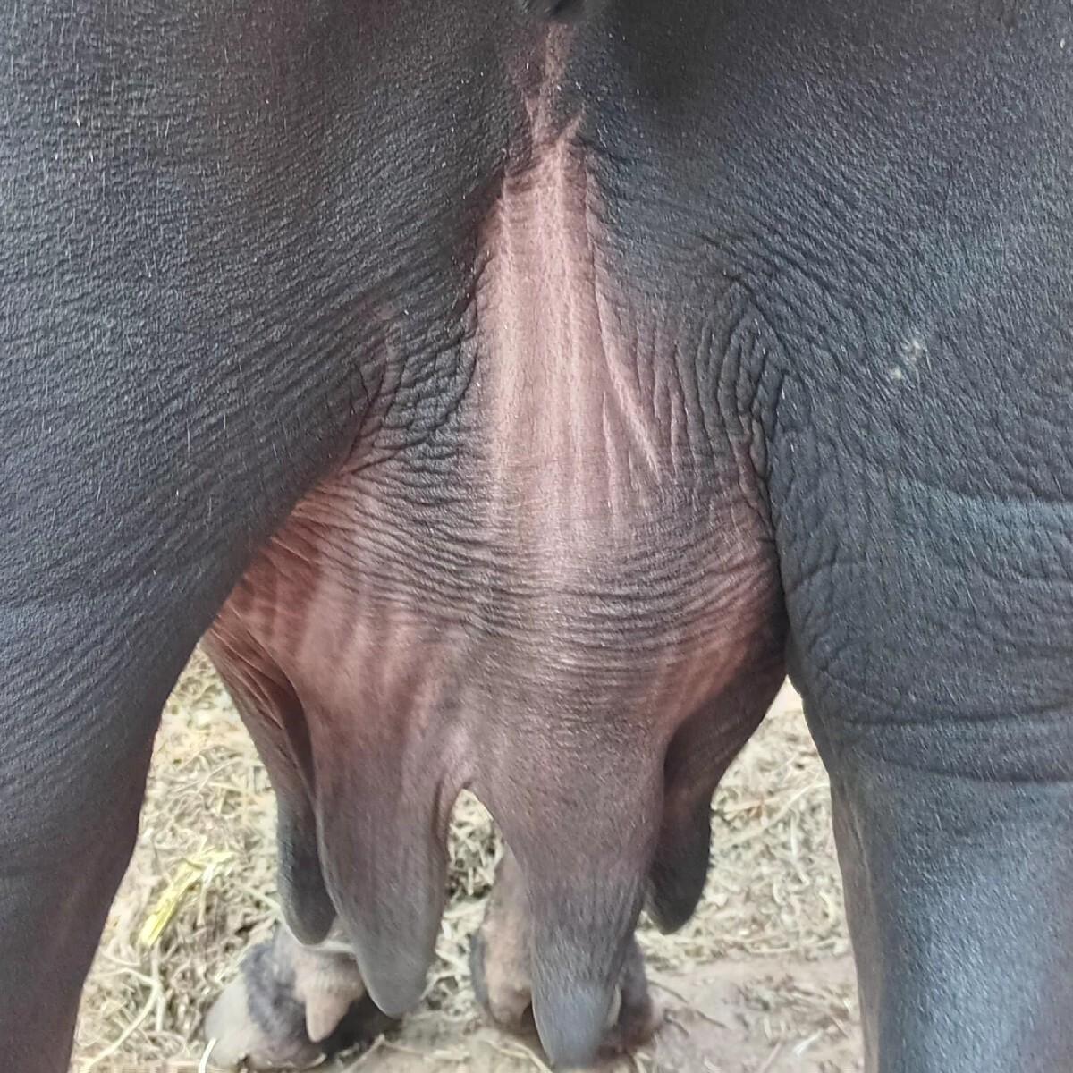 ભેંસ વેચવાની છે બીજું વેતર ઘાભણી