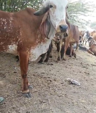 વેચવા ની છે