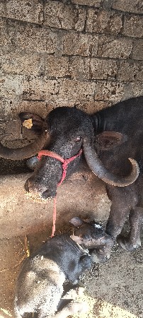 थंबनेल 2