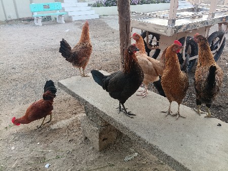 थंबनेल 3