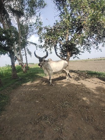 थंबनेल 3