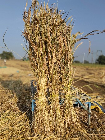 જુવાર ની નીણ વેચવાની છે