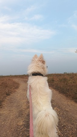 પામેલિયન ફિમેલ વેચવા ની છે