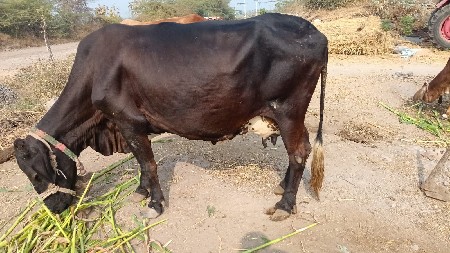 થંબનેલ 2
