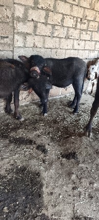 આ બે વેચવાના બે એક હારે આપવાના