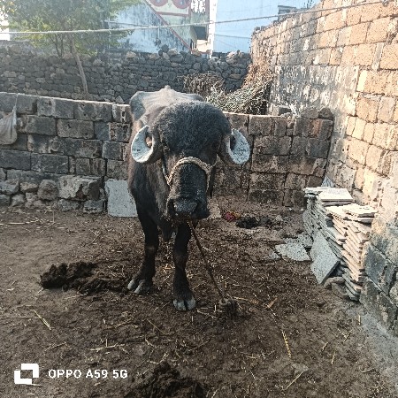 थंबनेल 3