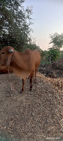 હોડકી  3  વષૅ ની છે સાવ સોજી