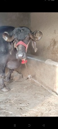 थंबनेल 2