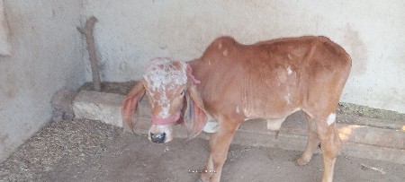 थंबनेल 2