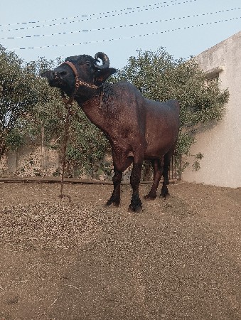 थंबनेल 3