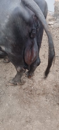 थंबनेल 2