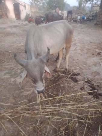 थंबनेल 2