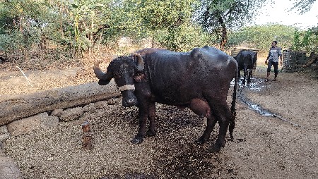 ભેંસ વેચવાની છે