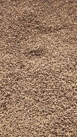 ગિરનાર 4 મગફળી કોરી બિયારણ માટે