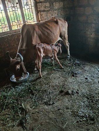 ગાયવેસવાનીછે