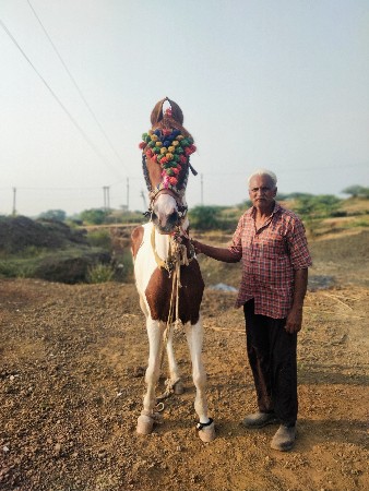 આ બાવળી ઘોળી ના સાટા કરવાના છે