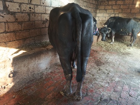 આ ભેસ વેચવાની છે