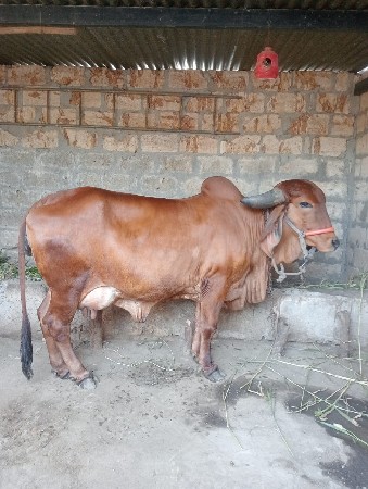 ગીર ગાય વેચવાની છે