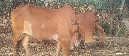 ગાય વેચવાની છે