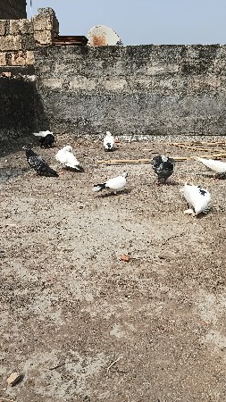 थंबनेल 3