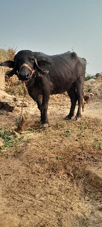ખડેલી વેસવા ની સે