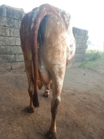 આ ગીર કાબરી ગાય