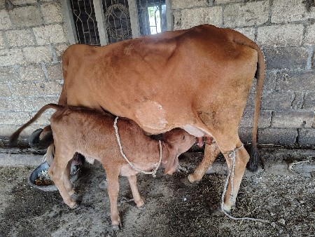 ગાય બેસવાની છે