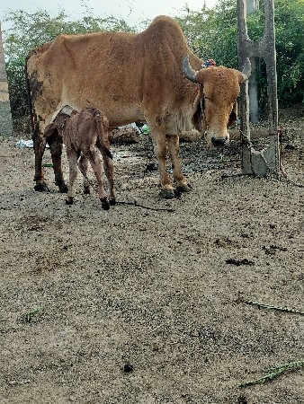 थंबनेल 2