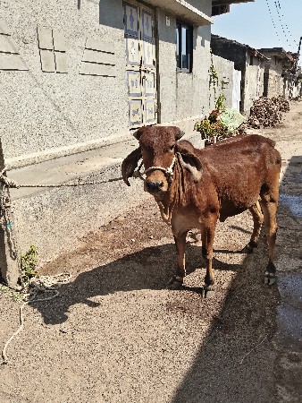 थंबनेल 2