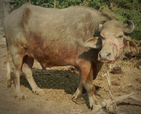 ભૂરો પાડો વેચવાનો છે